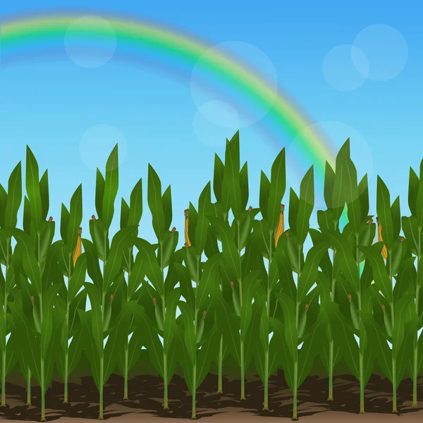 Gräsmatta med majs och regnbåge — Stock vektor