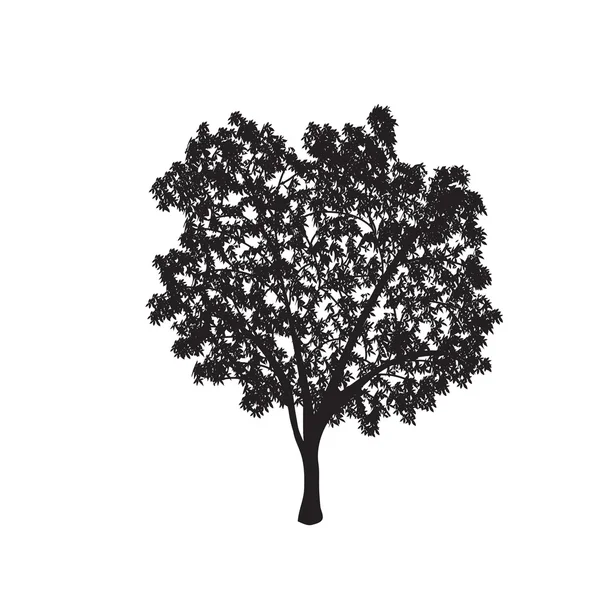 Ficus silhouette d'arbre avec des feuilles — Image vectorielle