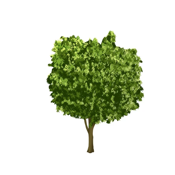 Árbol ficus separado con hojas verdes — Vector de stock