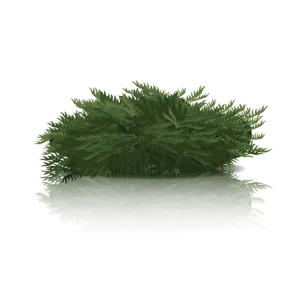 Buisson vert avec réflexion et ombre — Image vectorielle
