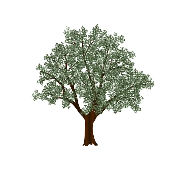 绿叶橄榄树 — 图库矢量图片