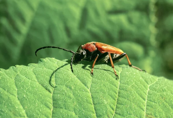 Orangefarbener Käfer Mit Langen Schnurrhaaren Auf Einem Blatt — Stockfoto