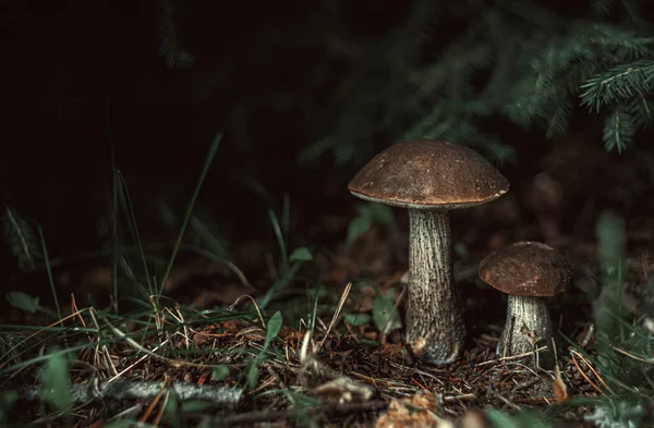 Setas Comestibles Bajo Árbol Bosque — Foto de Stock