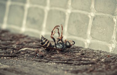 Baş aşağı yatan ölü böcek, eşekarısı