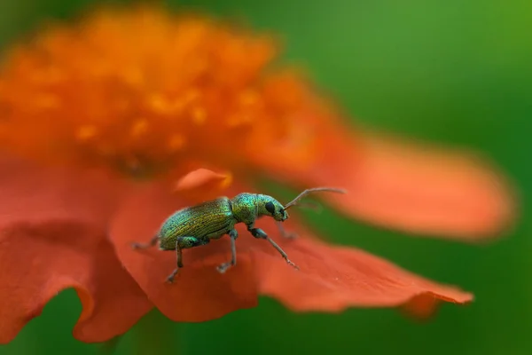 macro photo of a green beetle on a red flower in the garden