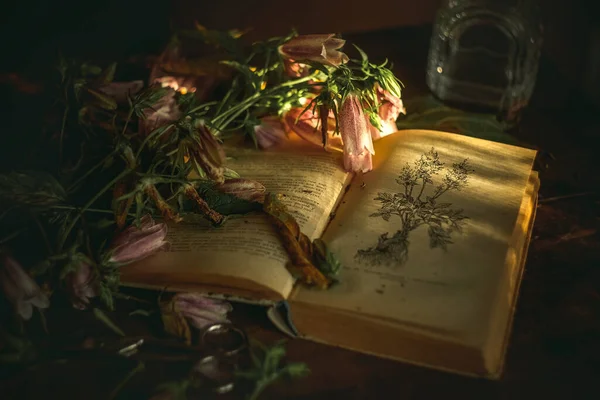 Still Life Book Summer Flowers Dark Background — Stock Photo, Image