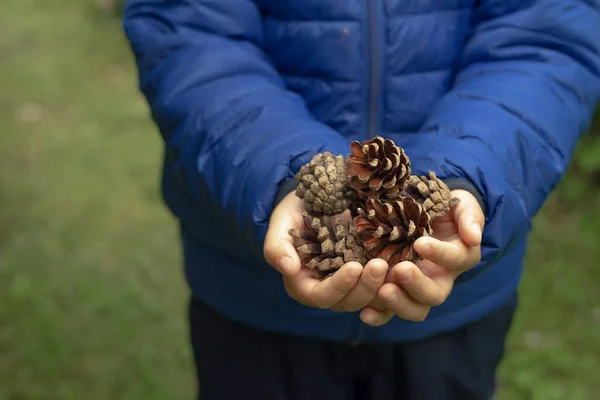 Children Hands Hold Brown Fir Cones — Stock Photo, Image