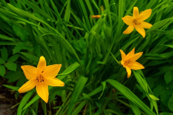 Цветы Желтой Лилии Зеленых Кустах — стоковое фото