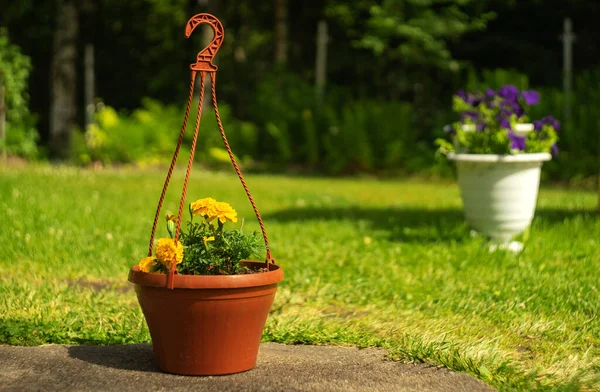 Opknoping Plantenbakken Met Bloemen Voor Tuin Het Groene Gras Tuin — Stockfoto