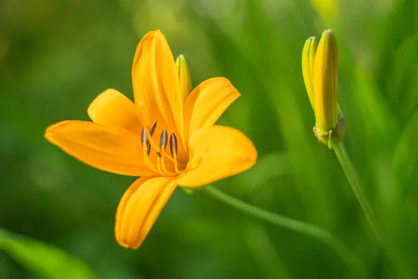 Gran Flor Lirio Amarillo Con Fondo Verde Jardín — Foto de Stock