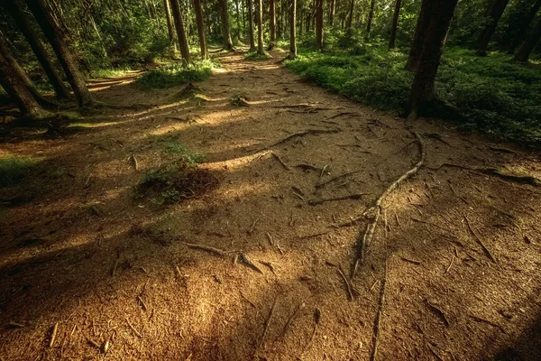 Erdei Ösvény Nagy Gyökerekkel Fák Nyári Erdőben — Stock Fotó