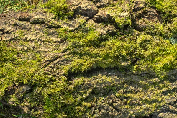 Trästruktur Med Grön Mossa För Terrarium Och Akvarium — Stockfoto