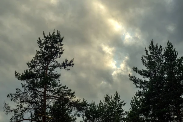 Nuvens Céu Cumes Das Árvores — Fotografia de Stock