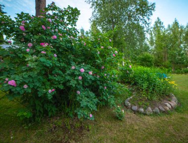 Bahçesinde çalı gülleri olan büyük bir çalı dallarında bir sürü pembe çiçek ve yeşil çimenler.