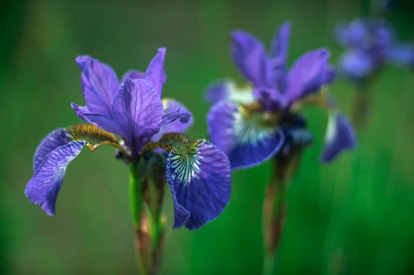 Flores Iris Púrpura Jardín Fondo Artístico Borroso — Foto de Stock