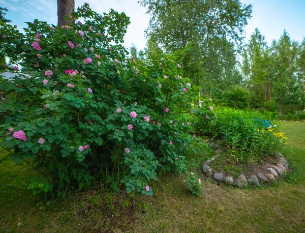 Bahçesinde Çalı Gülleri Olan Büyük Bir Çalı Dallarında Bir Sürü — Stok fotoğraf