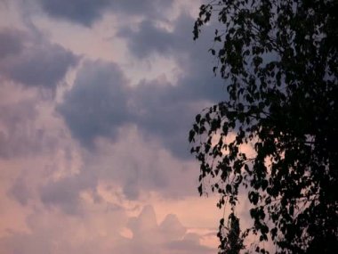 Yapraklar ağaçta rüzgardan hareket eder, günbatımı gökyüzünün arka planına doğru.