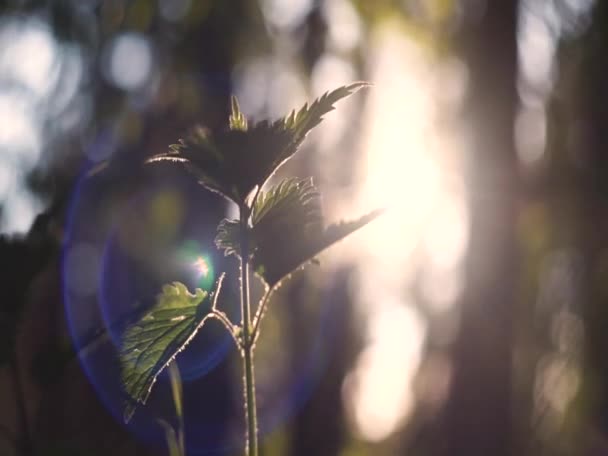 太陽の円は 葉を通して輝きます ボケと芸術的なぼやけ — ストック動画