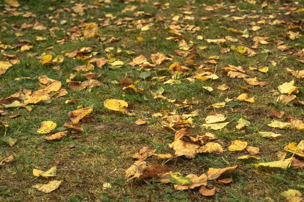 Зеленая Весенняя Трава Выходит Через Старые Желтые Листья Земле — стоковое фото