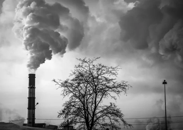Tree Surrounded Pipes Smoke Black White Photo Air Emissions Climate — Stock Photo, Image