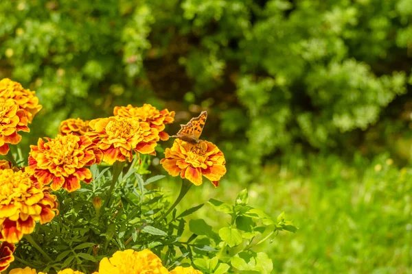 Flores Naranjas Caléndulas Jardín Una Mariposa Sienta Una Flor — Foto de Stock