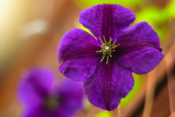 Fiore Viola Giardino Con Uno Sfondo Sfocato — Foto Stock