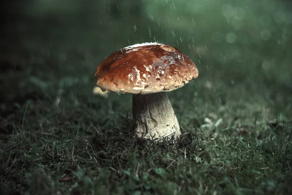 Aspen Mushroom Green Meadow Raindrops Dripping — Foto de Stock