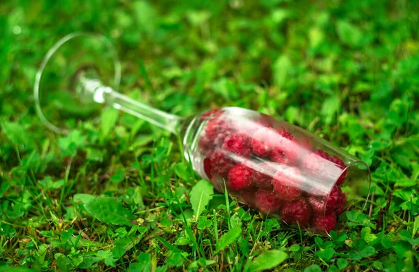 Glas Mit Roten Himbeeren Auf Dem Grünen Gras Schmecken Sie — Stockfoto