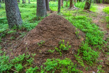 Çam ormanında büyük kahverengi bir karınca tepesi
