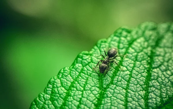 A large black ant crawls on a green leaf