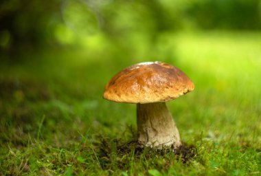 Ormanın yeşil kenarında büyük beyaz bir mantar..