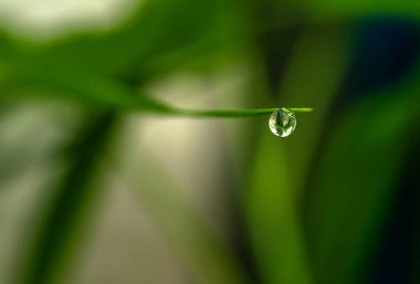 Yuvarlak, şeffaf bir yağmur damlası yeşil bir çimene asılı.