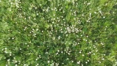 Yazın beyaz karahindiba dolu yeşil bir tarlada, kamera uçuyor.