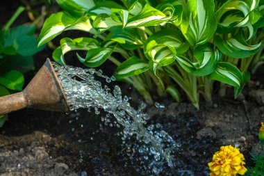 Metal bir sulama kutusundan fışkıran su, bahçenin zeminine dökülür..