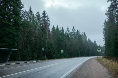 Islak sonbahar ormanı asfalt yolu. Ormanlar arasında, yaya geçidi ve otobüs durağı arasında.