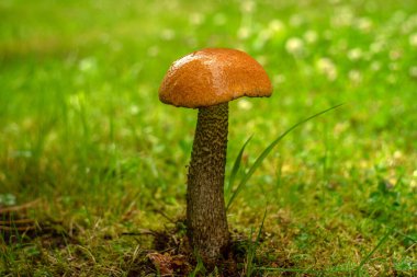 Ormanın kenarında uzun bir bacakta kırmızı kavak. Yenilebilir mantar topluyorum..