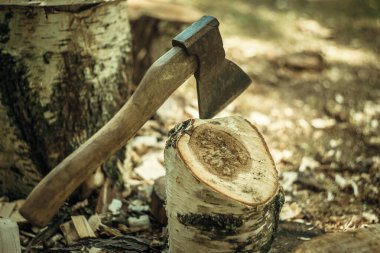 Balta tahta bir huş kütüğüne sıkışmış.