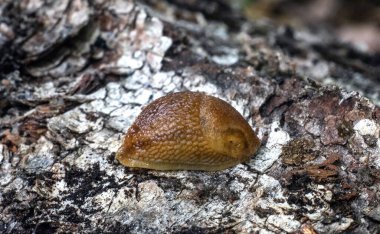 Ağaçta kahverengi sümüklü böcek, makrofotoğrafçılık.