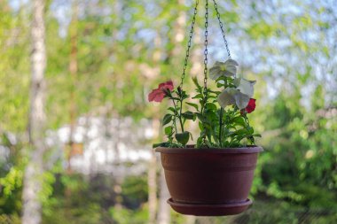 Zincirde asılı bir saksıda çiçekler