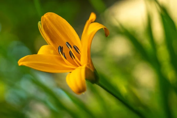 Flor Lirio Amarillo Jardín Con Fondo Borroso — Foto de Stock