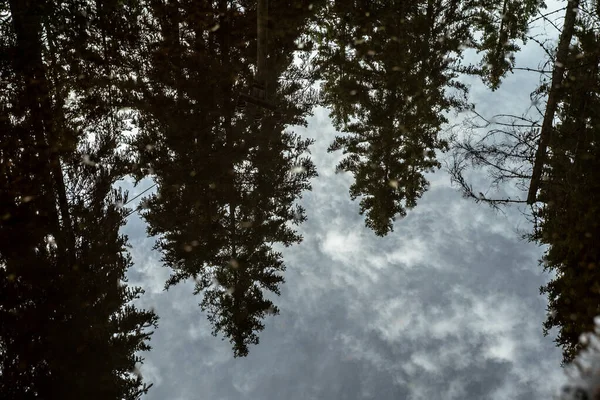 Erdőfák Tükröződése Pocsolyában Eső Után — Stock Fotó