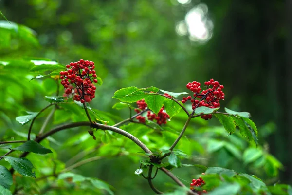 Runda Röda Bär Buske Skogen — Stockfoto