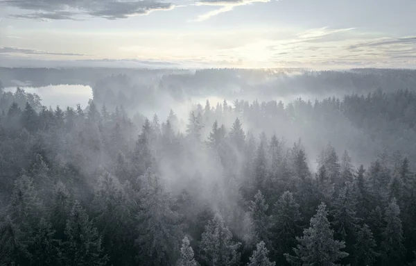 Lucfenyő Teteje Ködben Fehér Hóban Felülnézet — Stock Fotó