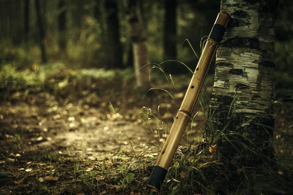 A bamboo shakuhachi flute is leaning against a white birch tree against a forest background.Music for relaxation