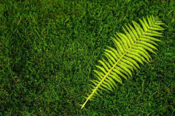 Великий Зелений Лист Папороті Лежить Землі Траві — стокове фото