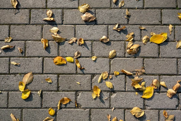 Folhas Outono Amarelas Pedra Pedras Pavimentação Sob Seus Pés — Fotografia de Stock