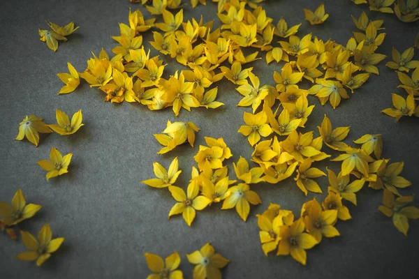 Many Yellow Buds Petals Garden Flowers Lie Dark Background — Stock Photo, Image