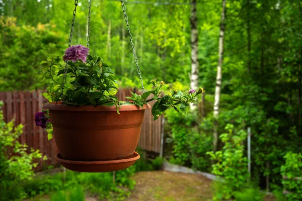 Brown flower pot with flowers on a hanging chain on the veranda of the house