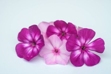 Beyaz bir izolasyonda paniklemiş feniklerin pembe çiçekleri. Kutlama metni için bir yer..