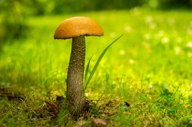 Yenilebilir mantarlar yeşil çimlerde yetişir, mevsimlik lezzetli mantar koleksiyonu